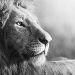 Black and white close-up photo of male lion