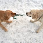 Two dogs playing tug-of-war with a rope