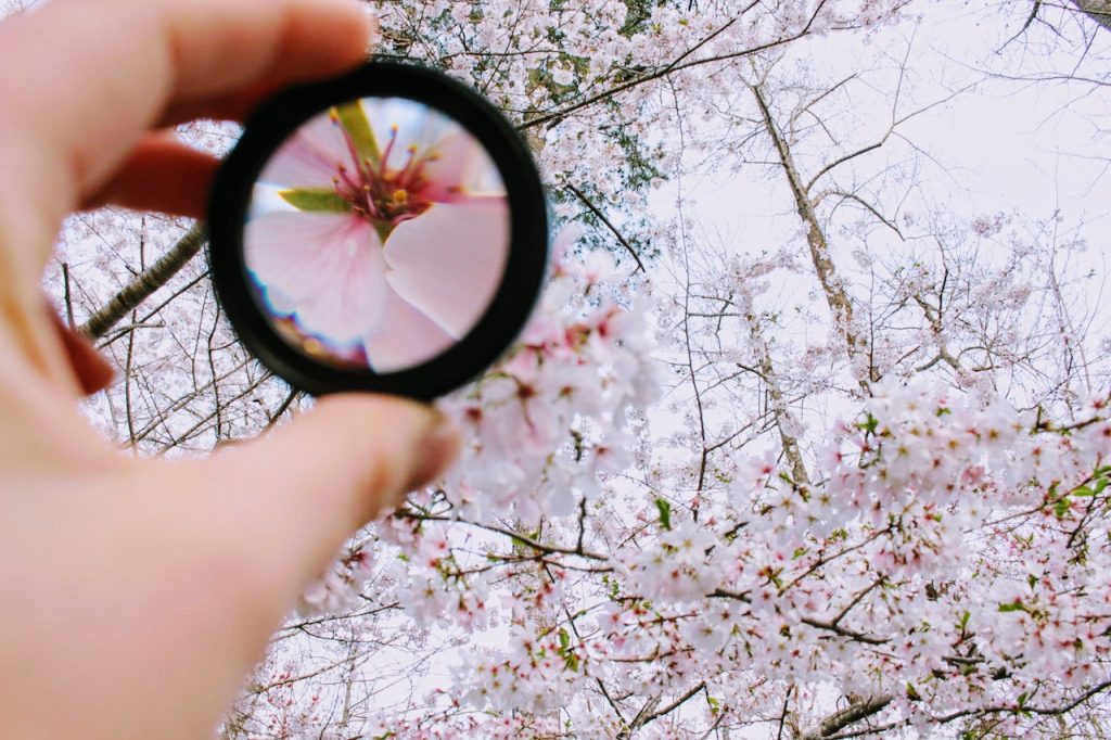 Hand holding a mangifying lens up to a cherry tree blossom