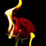 A red rose in flames against a black background